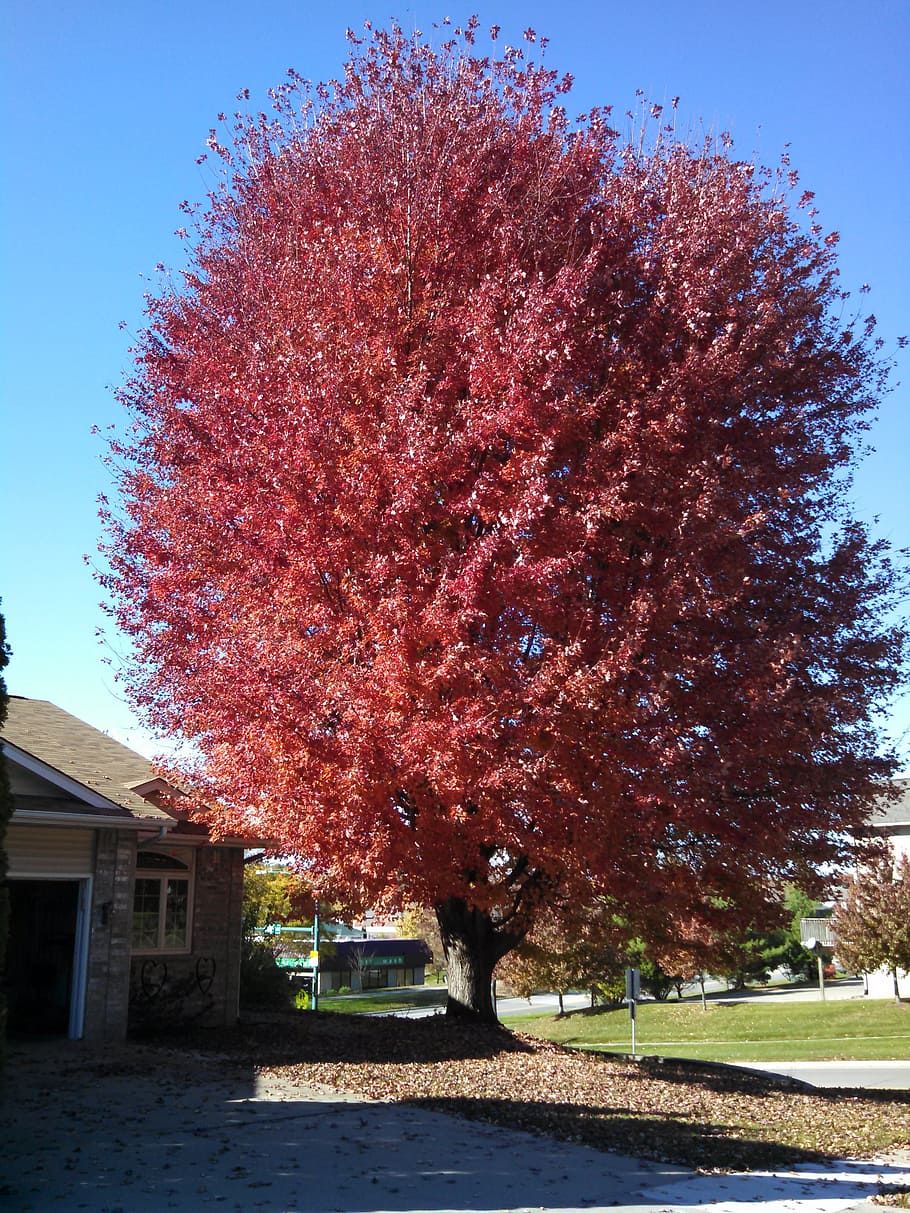 fall, tree, red, autumn, fall trees, nature, season, landscape HD wallpaper