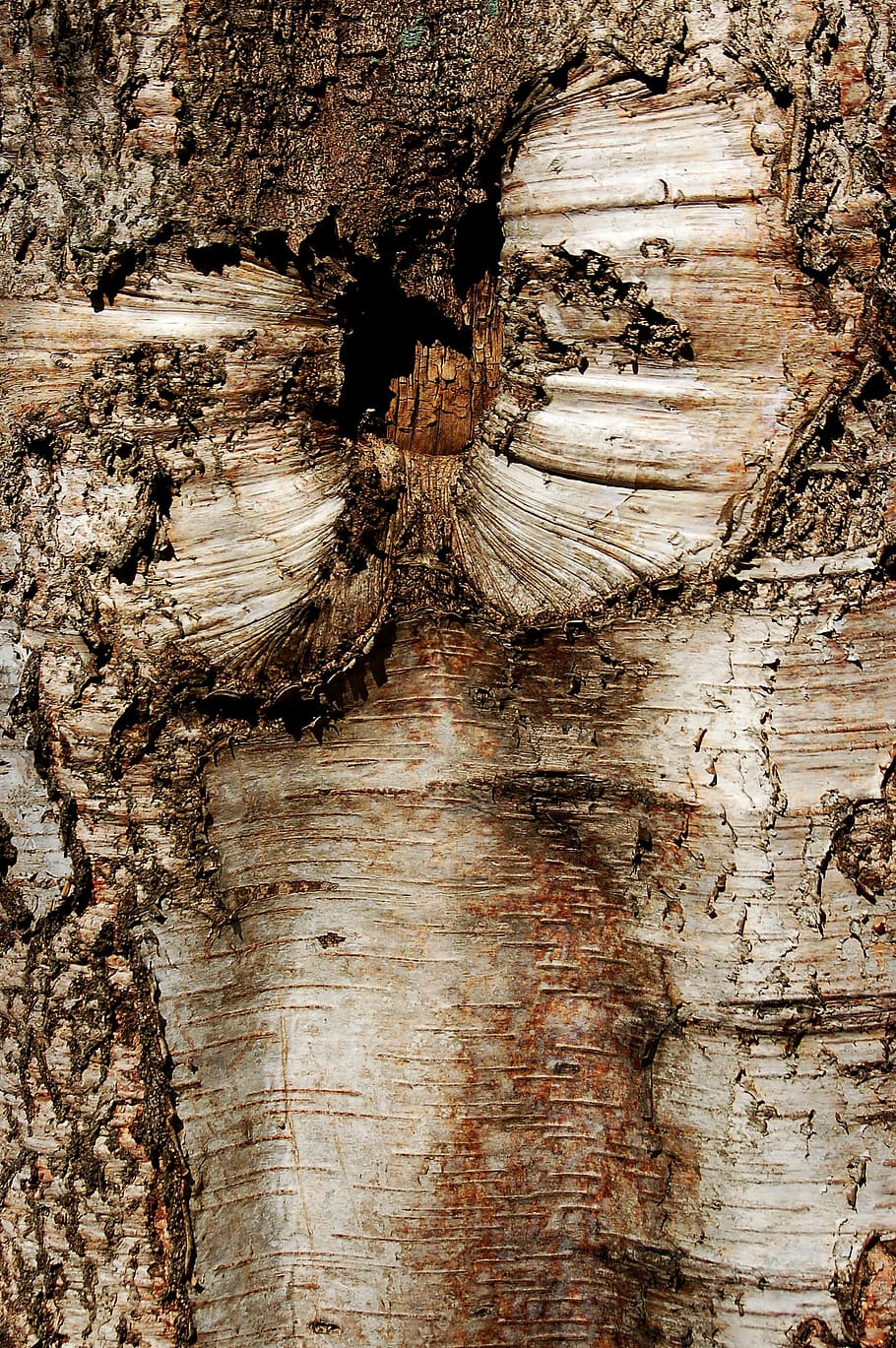 tree bark, nature, trunk, textured, wood - material, full frame HD wallpaper