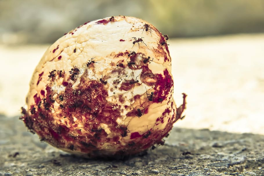 apple, ant, sun, food, nature, close-up, land, focus on foreground HD wallpaper