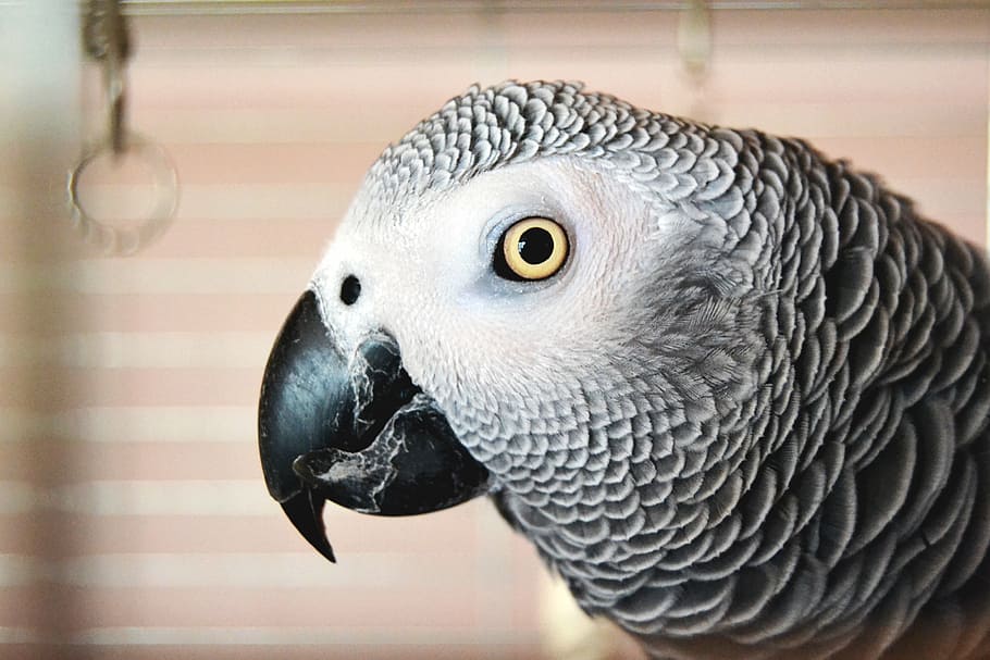 parrot, eye, feather, animal, animal themes, bird, one animal HD wallpaper