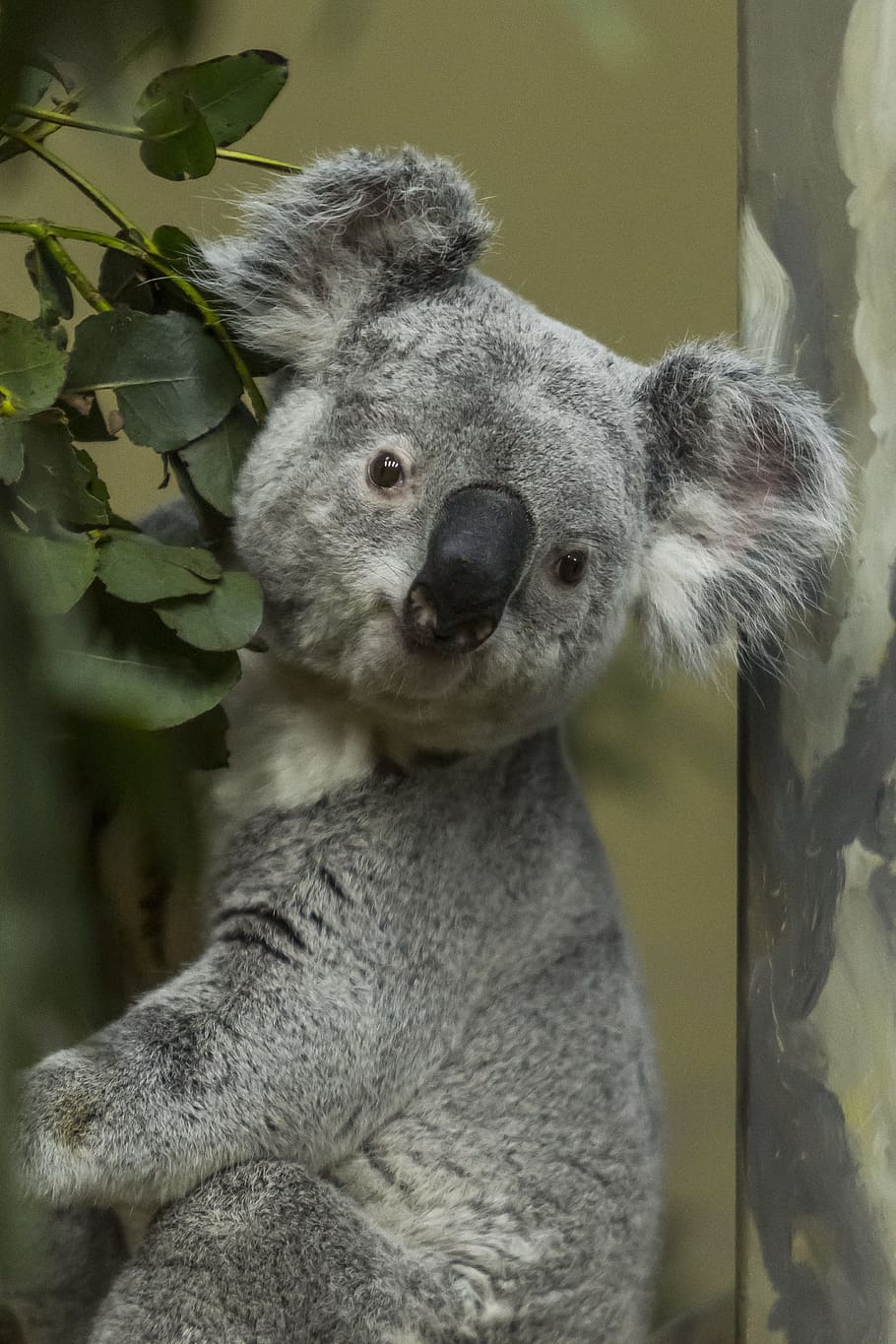 Koala on tree, grey, australia, animal, mammal, cute, wildlife, HD wallpaper