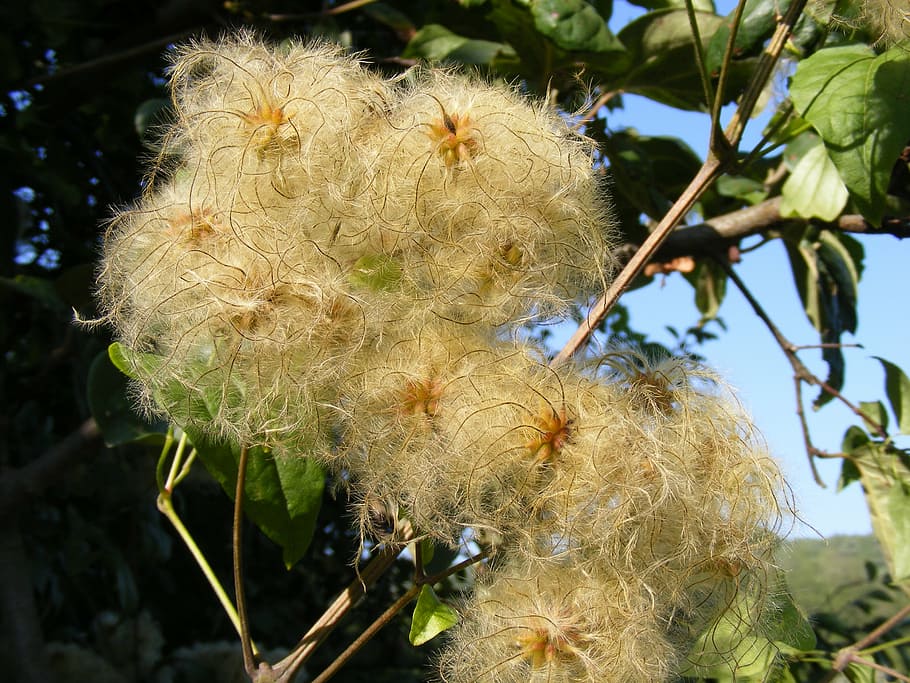 beard, clematis, climbing, flowers, joy, leave, man, old, stems HD wallpaper