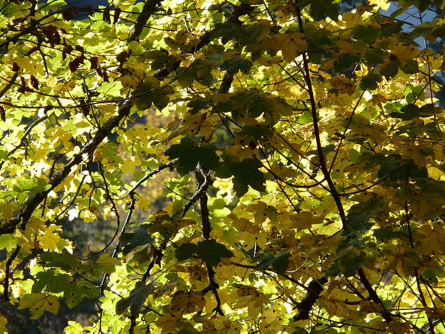 Mountain Maple, Maple, Leaves, Leaves, Green, Autumn, acer pseudoplatanus