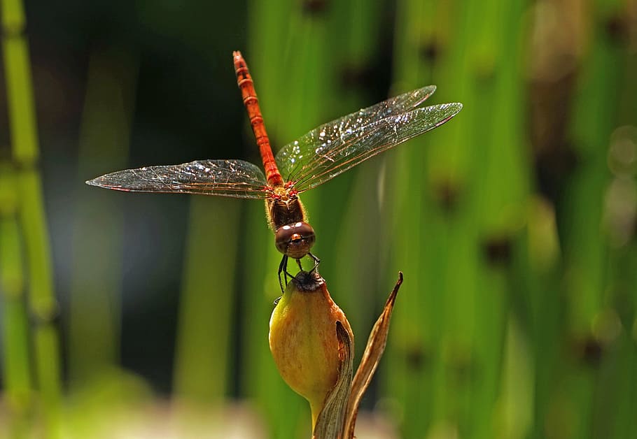 dragonfly, halm, insect, wing, transparent, flight insect, close HD wallpaper