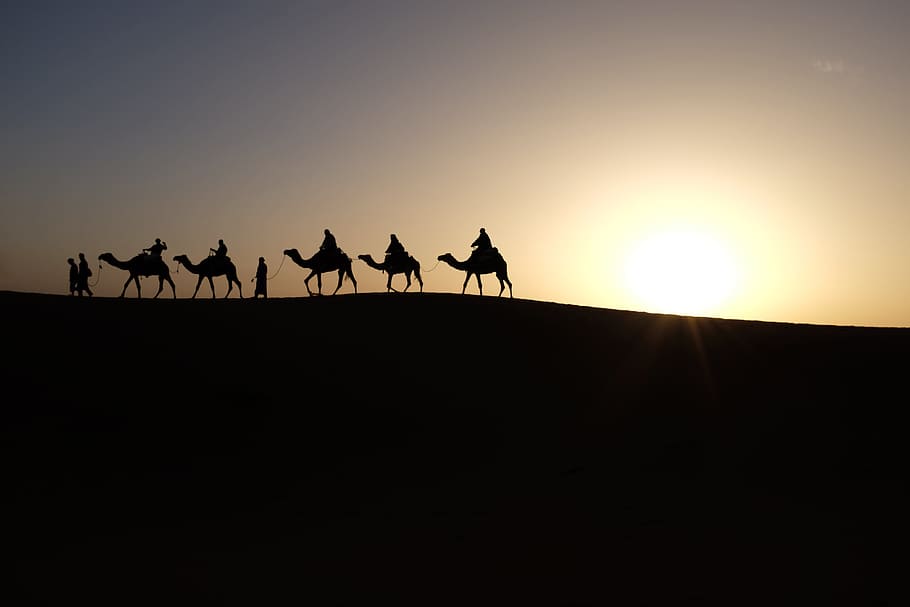 silhouette of people riding on camels, silhouette photo of camel