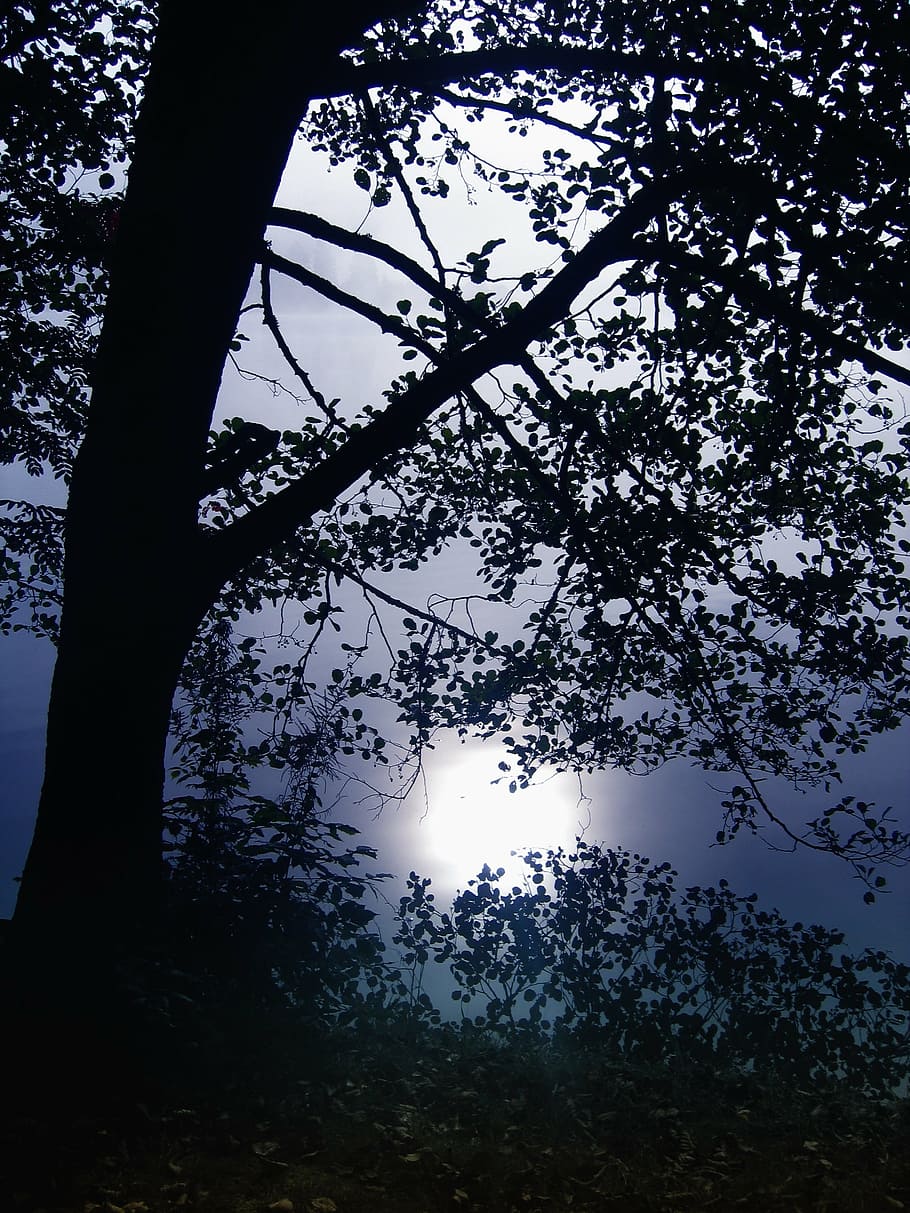 tree, back light, black forest, lake, titisee, germany, atmosphere HD wallpaper
