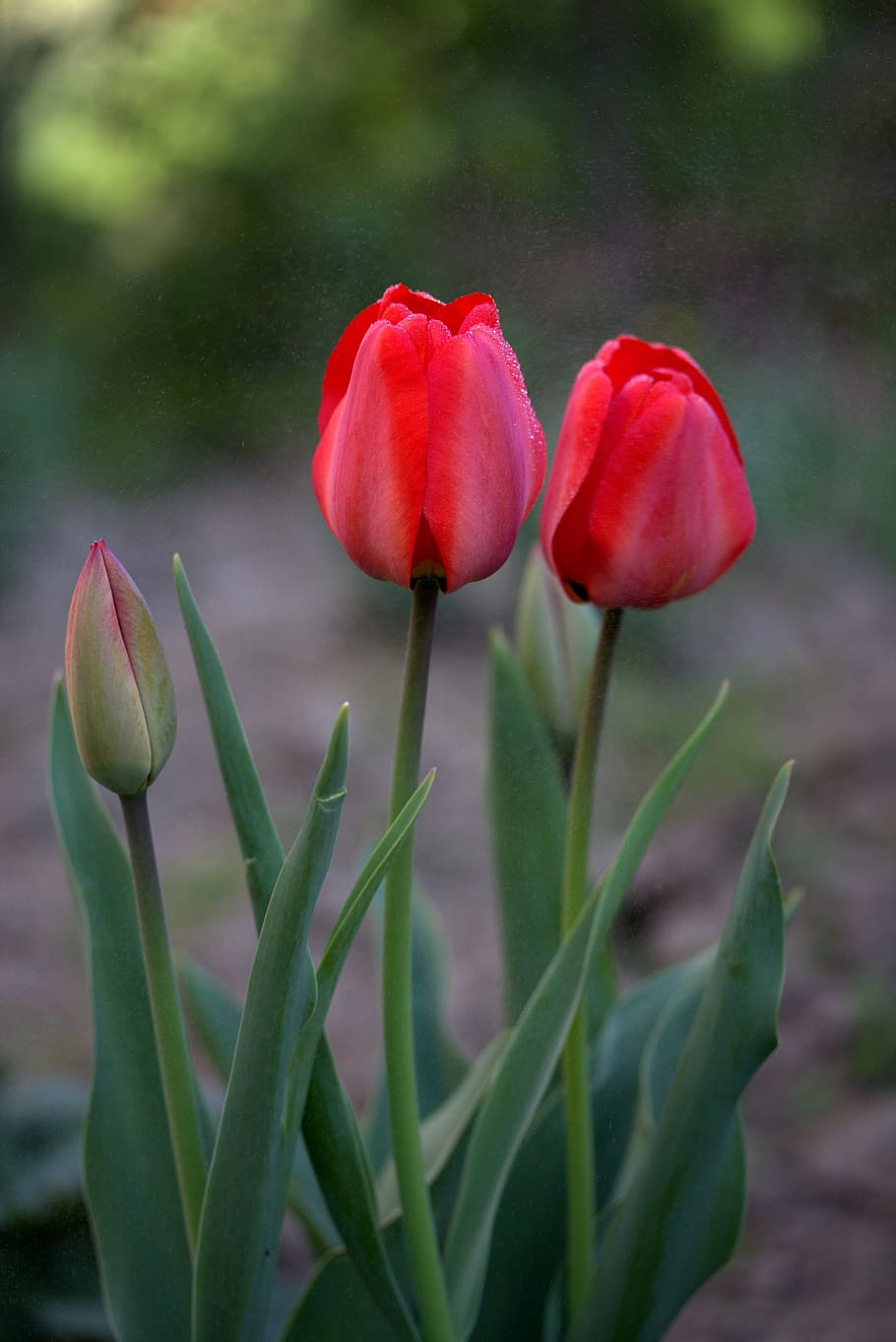 Rozalynn тюльпан