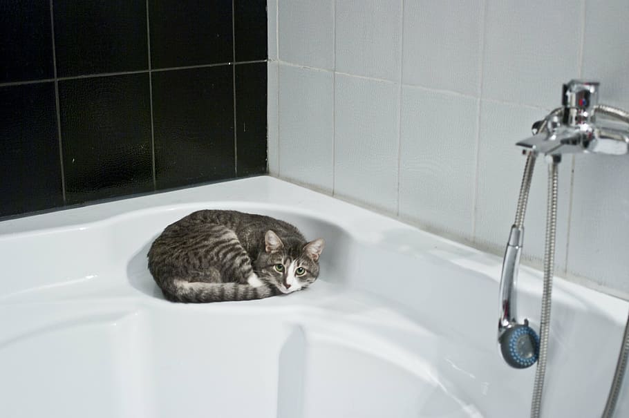short-fur gray cat lying on white hot tub, bathroom, shower head HD wallpaper