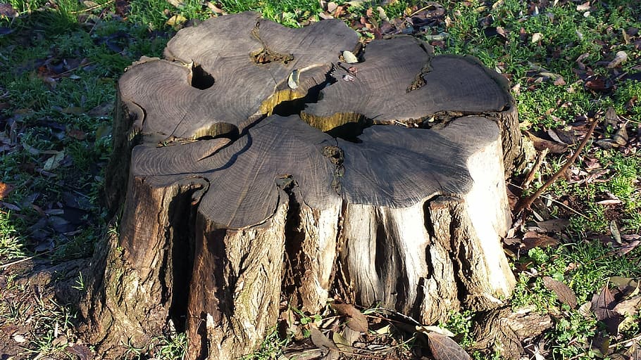 tree, wood, cut trunk, plant, land, day, no people, nature HD wallpaper