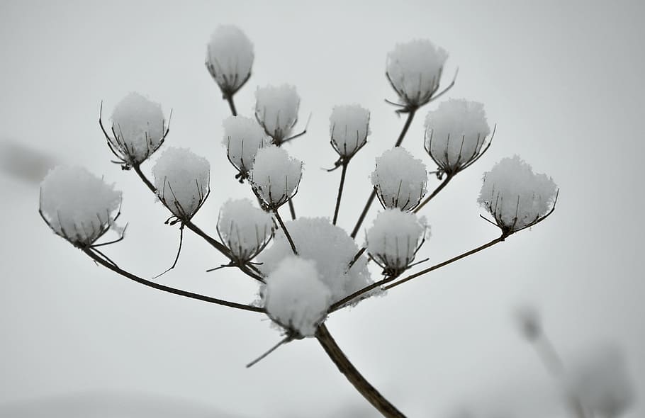 winter, landscape, snow, wintry, nature, cold, frost, plant HD wallpaper