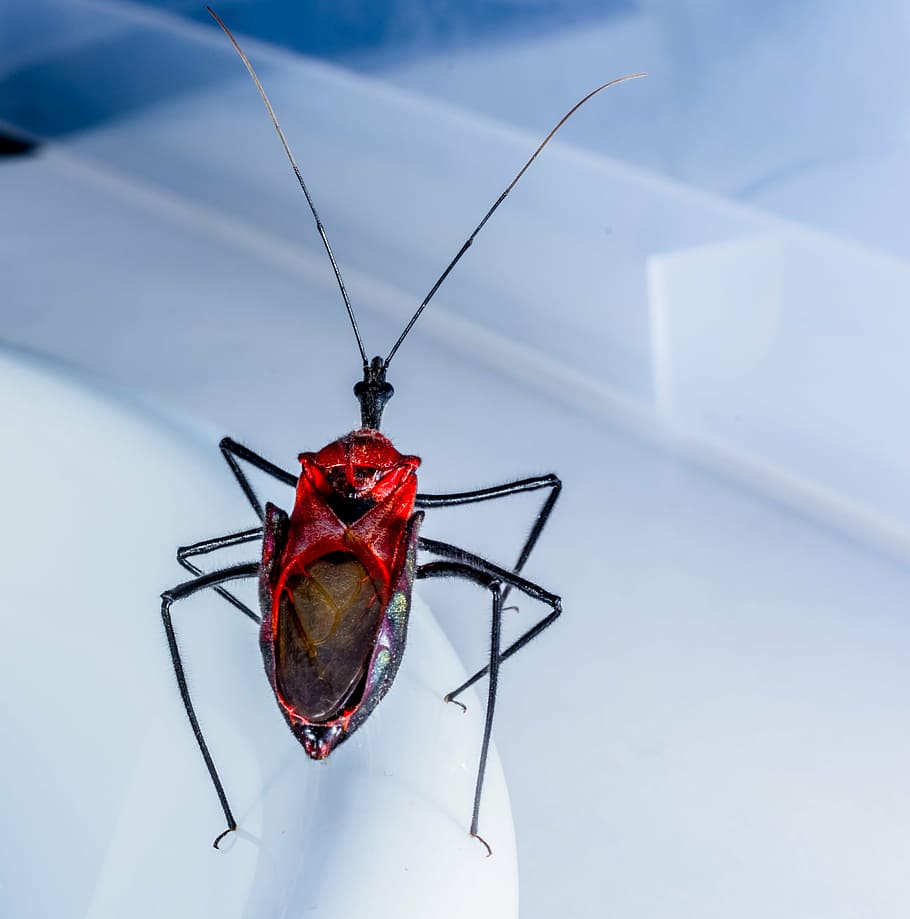 beetle, insect, arachnid, exotic, close, black, red head, nature HD wallpaper