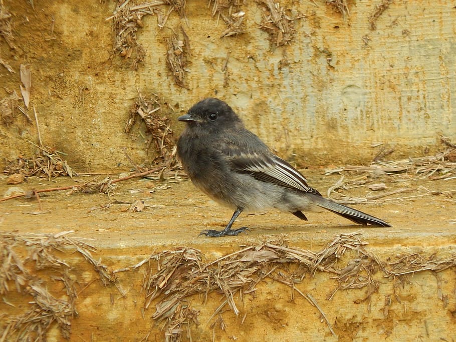 Ave, Bird, Animals, Sparrow, nature, wildlife, outdoors, color Image HD wallpaper