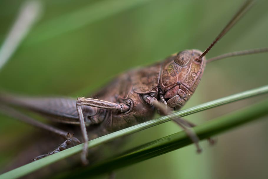 grasshopper, macro, insect, nature, animal, wildlife, close-up HD wallpaper
