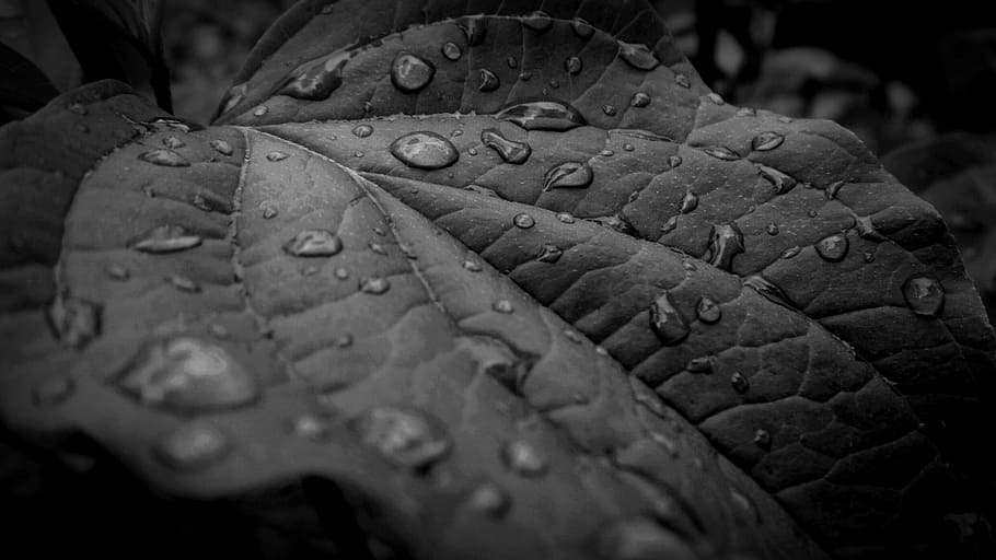 grayscale photography of leaf with water drops, drip, leaves HD wallpaper
