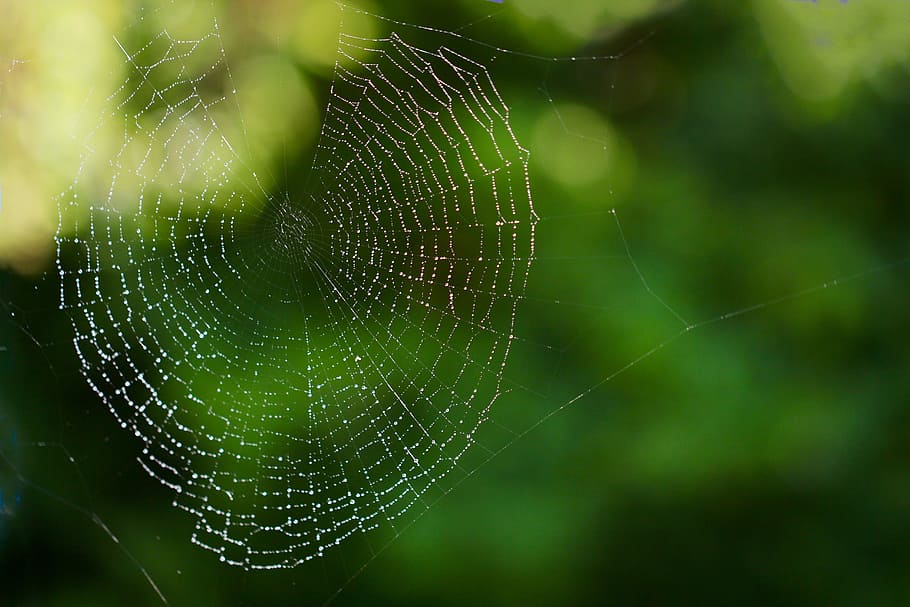 web, spider, insect, trap, cobweb, spiderweb, macro, morning HD wallpaper