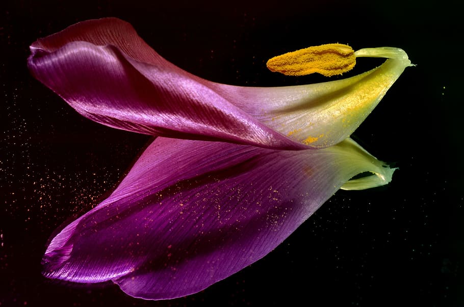 tulip, shared, mirror, flower, flowering plant, beauty in nature HD wallpaper