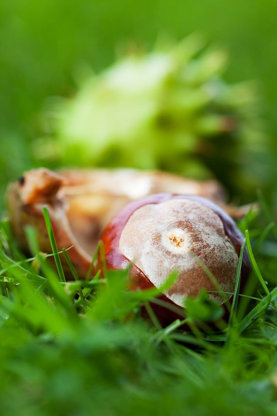 autumn, brown, conker, fall, flora, grass, green, ground, nature HD wallpaper