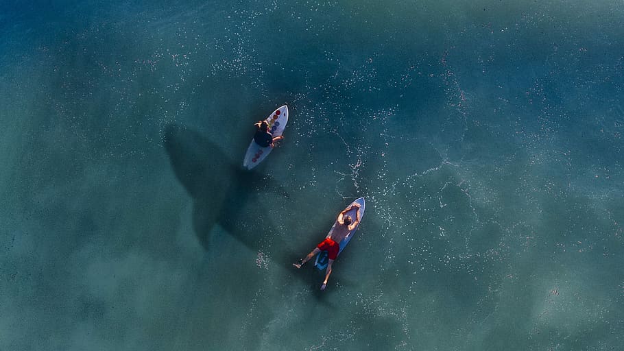 two man riding on personal watercraft with a shadow of a sea creature photo HD wallpaper