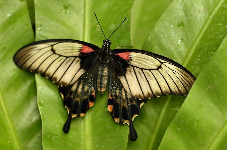 Butterfly, Bugs, Insect, Nature, insects, butterflies, wings HD wallpaper