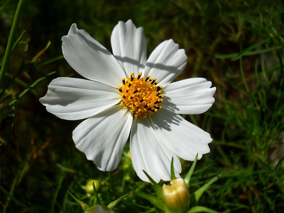 flowers, summer, nature, white, meadow, plants, forest, yellow HD wallpaper