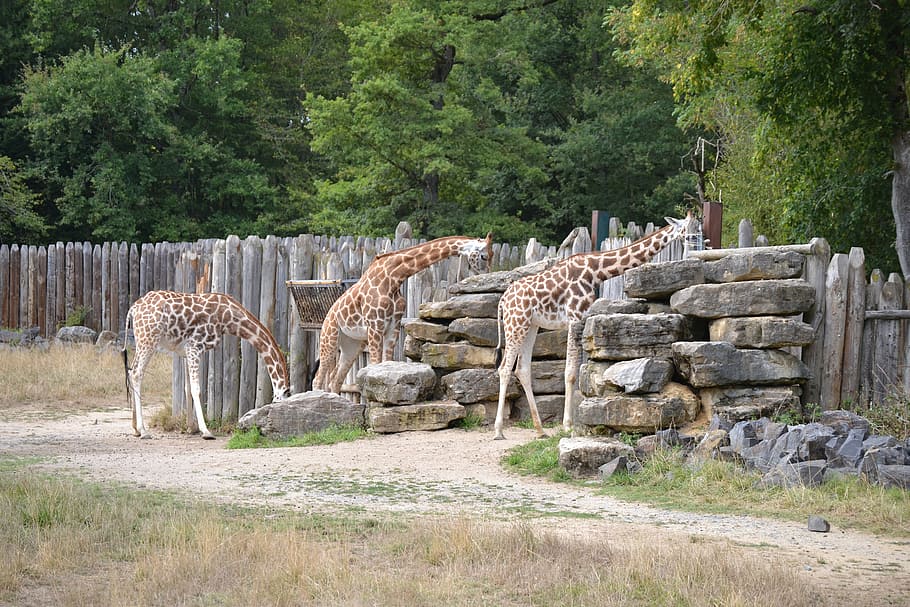 giraffe, africa, vacancy, tree, plant, animal themes, nature HD wallpaper