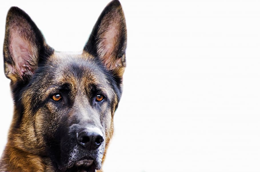 adult black and tan German shepher closeup photography, dog, face, HD wallpaper