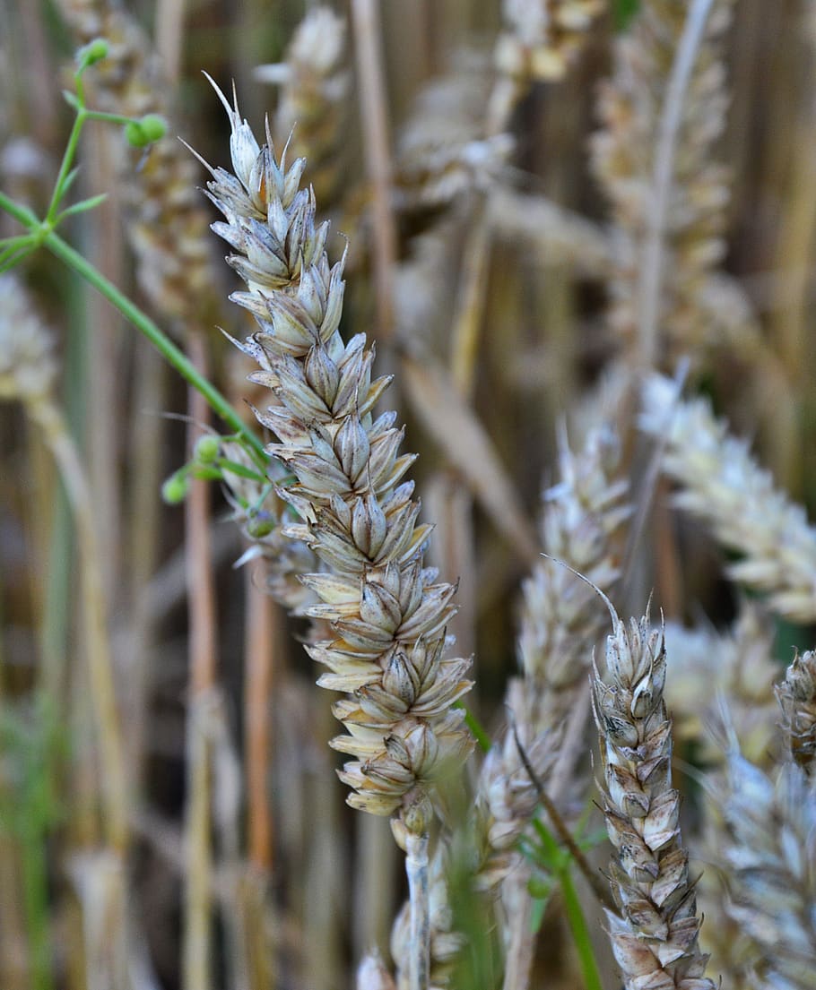 cereals, grain, close up, plant, growth, close-up, nature, beauty in nature HD wallpaper
