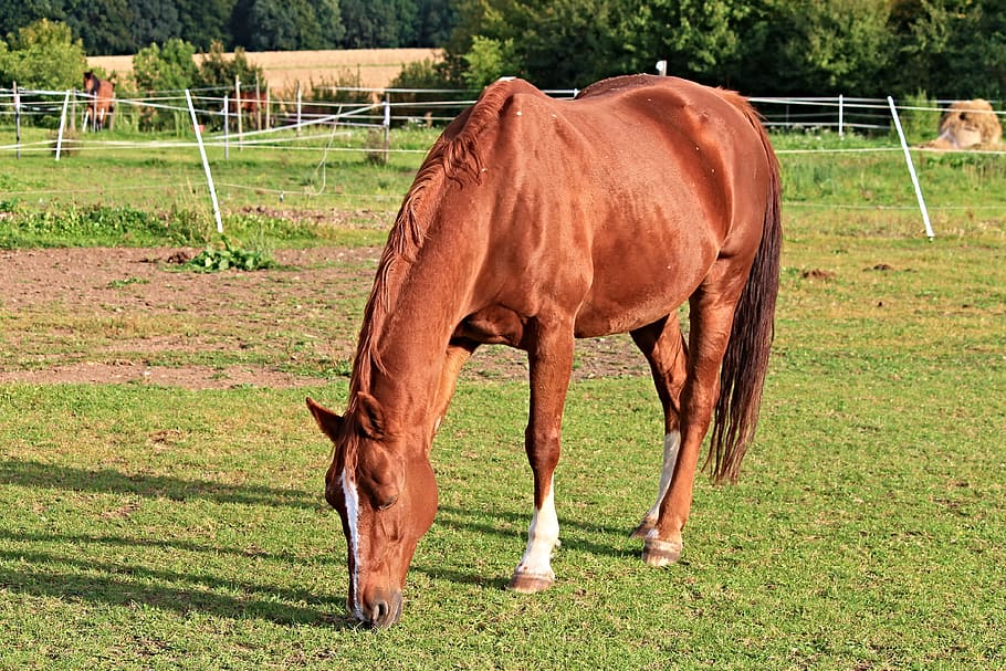 horse, paddock, coupling, pasture, animal, brown, graze, eat HD wallpaper