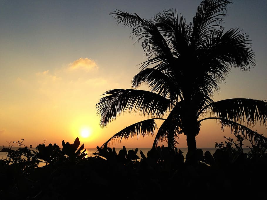 Sunset, Plant, Beach, Sea, Okinawa, palm trees, japan, orange color, HD wallpaper