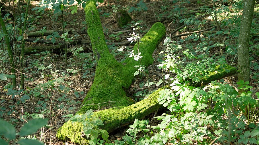 tree, forest, nature, dry, slovakia, plant, growth, green color HD wallpaper