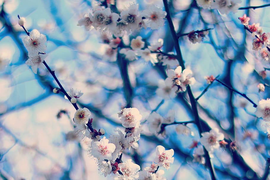 shallow focus photography of white flowers, nature, branch, tree HD wallpaper