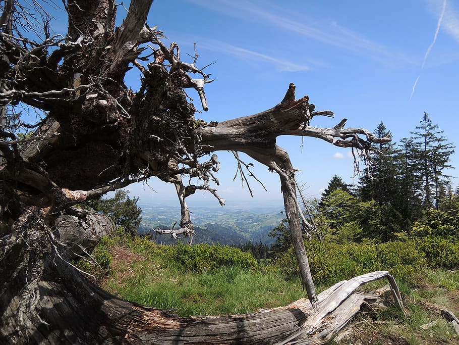 tree trunk, sky, root, nature, plant, tranquility, tranquil scene HD wallpaper