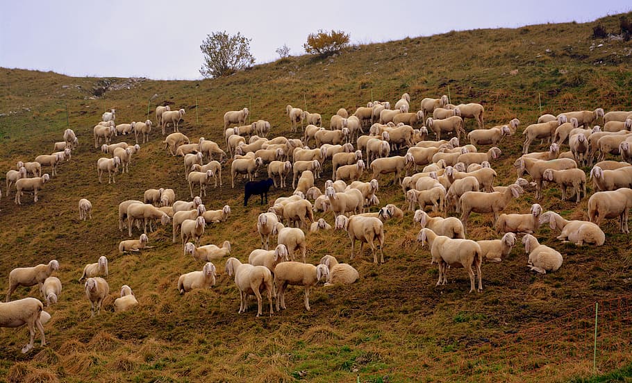 flock, sheep, prato, mountain, mammal, animal themes, domestic animals HD wallpaper