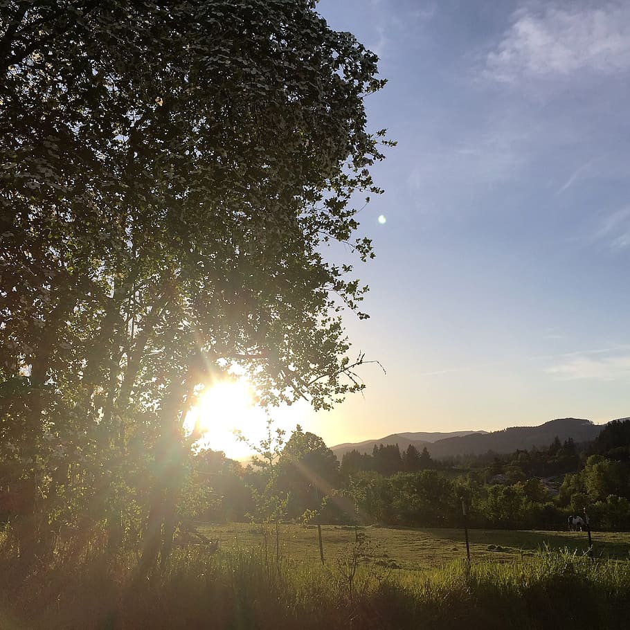 field, sunshine, tree, green, nature, outdoor, landscape, summer HD wallpaper