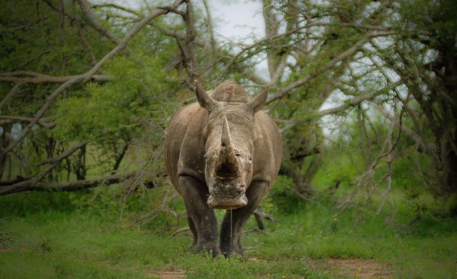 gray rhino standing near green trees during daytime, rhinoceros, HD wallpaper