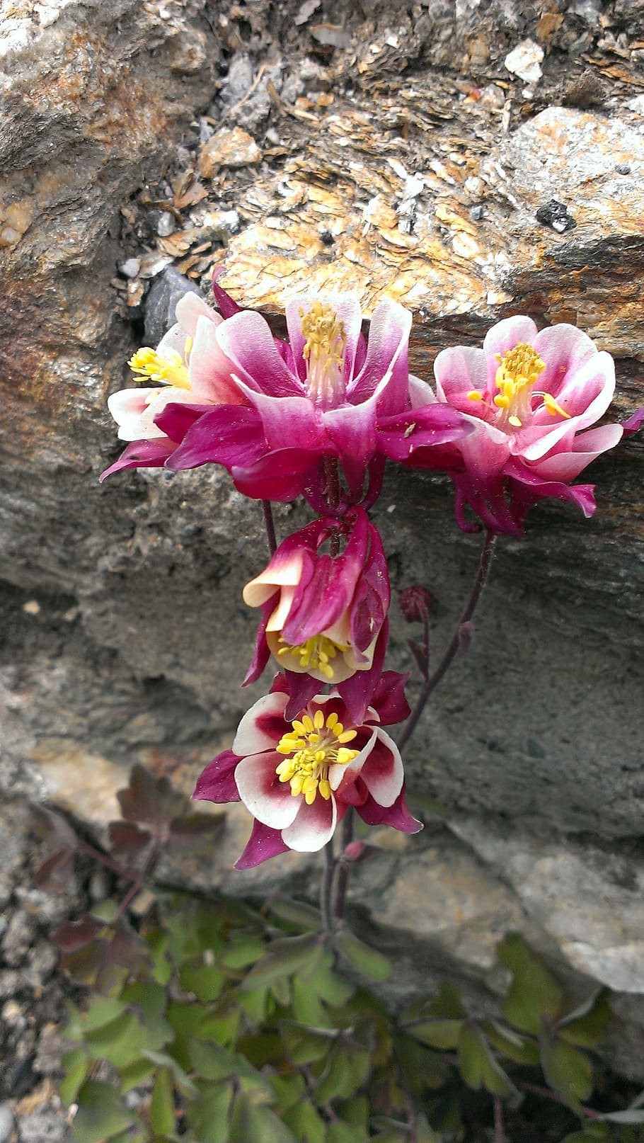 flower, stone, nature, plant, petal, pink Color, flower Head HD wallpaper