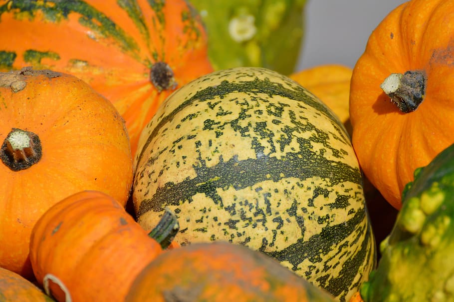 pumpkin, fruit, orange, autumn, cucurbita maxima, choose, large, HD wallpaper