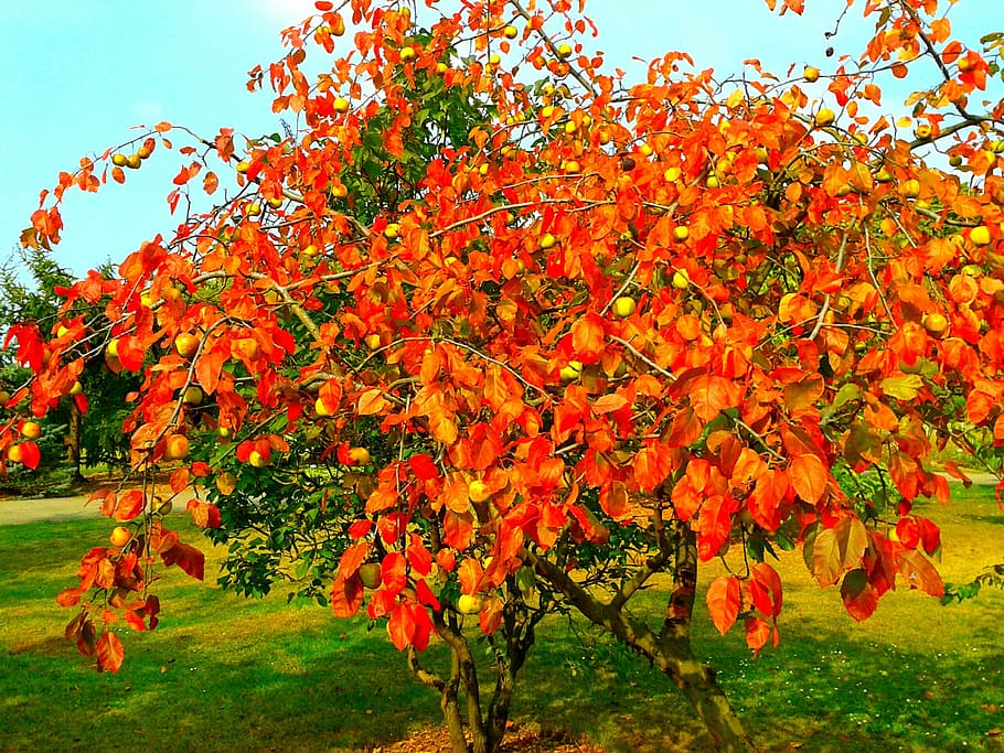 autumn, nature, park, orange, tree, garden, the decrease in, HD wallpaper