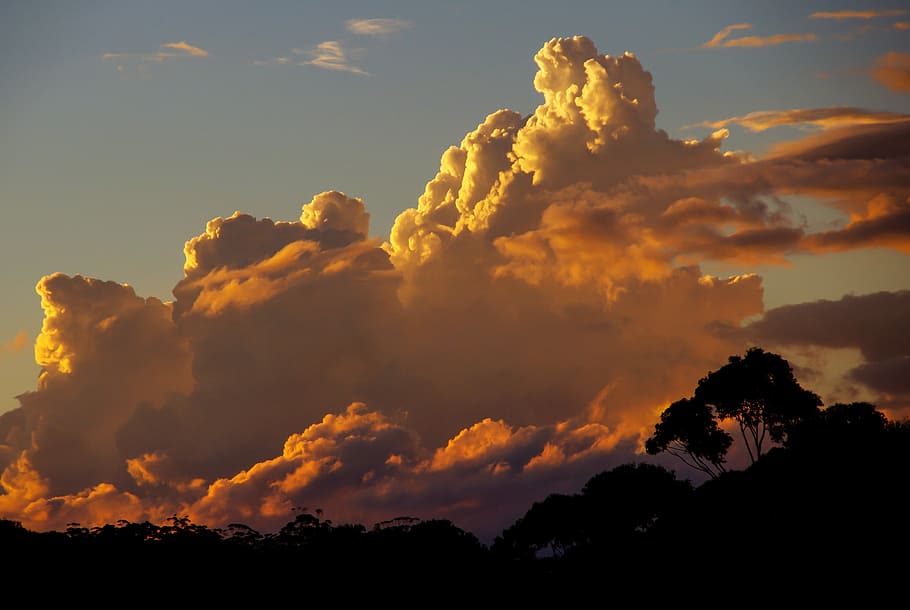 silhouette of tree with cloudy sky, clouds, sunset, orange HD wallpaper