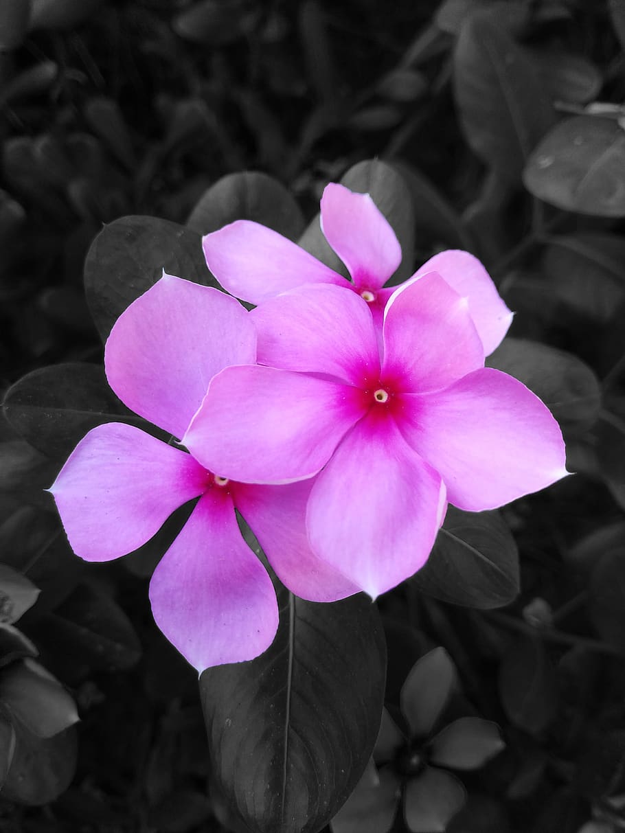 Image of Madagascar Periwinkle Or Sadabahar Flower In Winter Season. Five  Petal Pink Flower Blooming With Green Leaves.-QU972506-Picxy