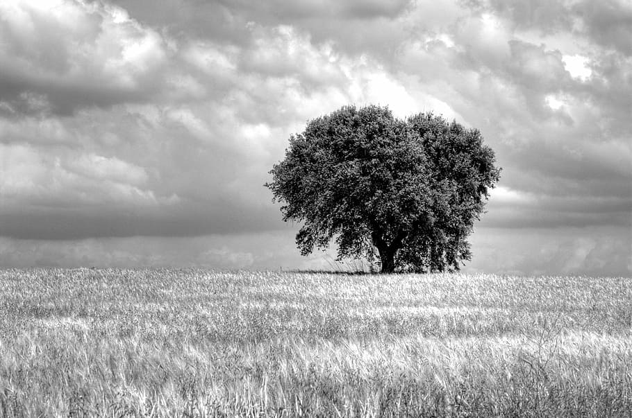 grayscale photo of trees under cloudy sky, field, sinister HD wallpaper