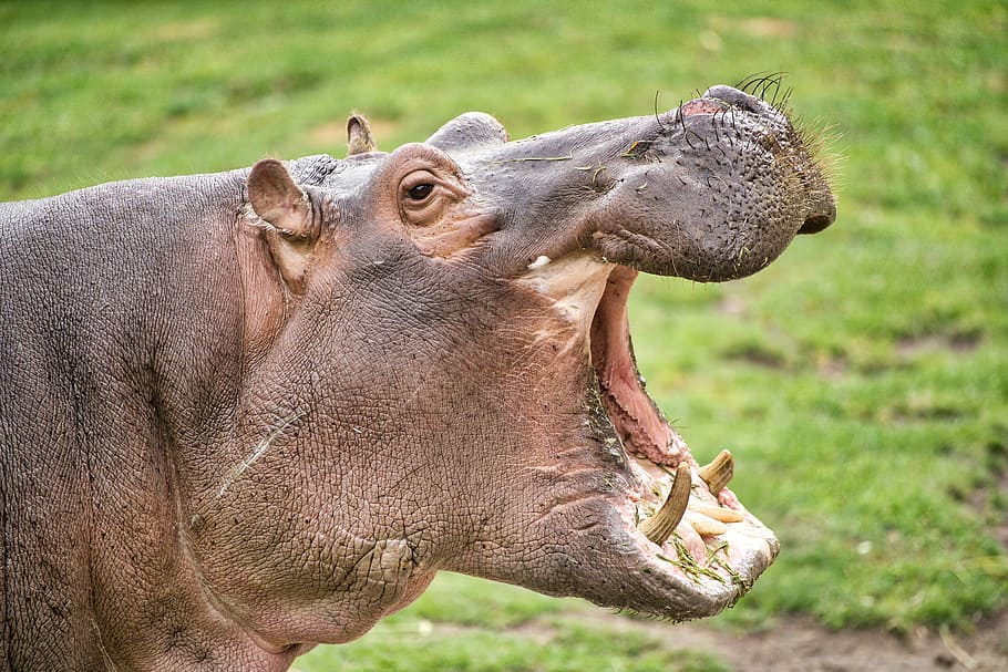 gray hipopotamos, hippopotamus opening mouth, yawn, teeth, face