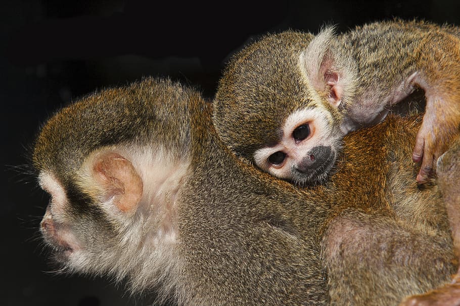 monkey, monkeys, long tail, nature, little monkey, eyes, animal HD wallpaper
