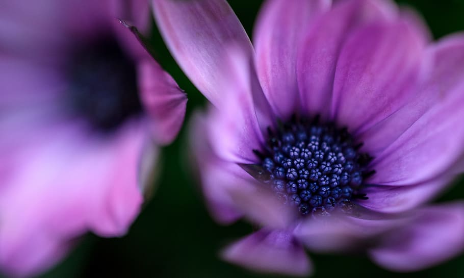 macro photography of purple petaled flower, closeup photography of purple osteospermum flowers HD wallpaper