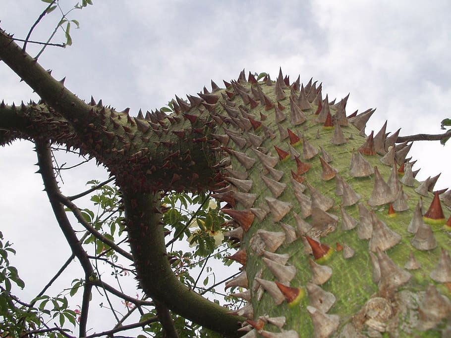 sting, pointed, plant, cactus, nature, green, flora, dangerous HD wallpaper