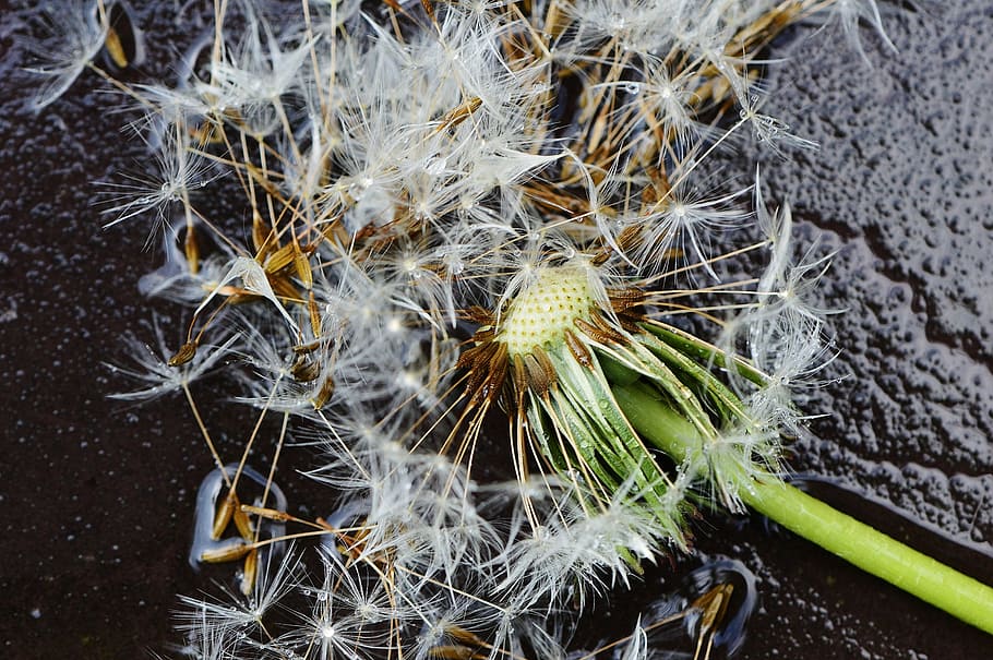 dandelion, plant, rain, drip, wet, nature, flower, close, pointed flower HD wallpaper