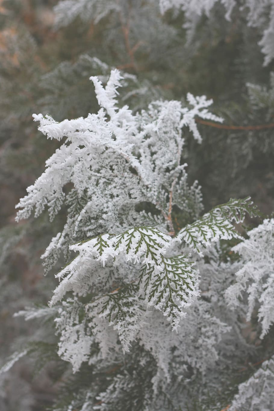 pine tree covered with snow, winter, cold, fir, leaf, frozen HD wallpaper