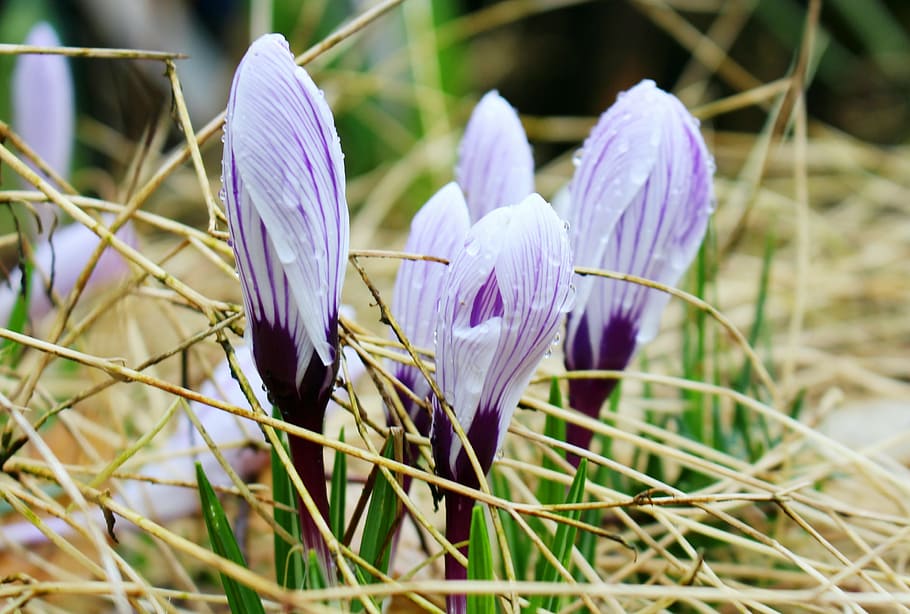 shallow focus photography of purple flowers, crocus, spring HD wallpaper