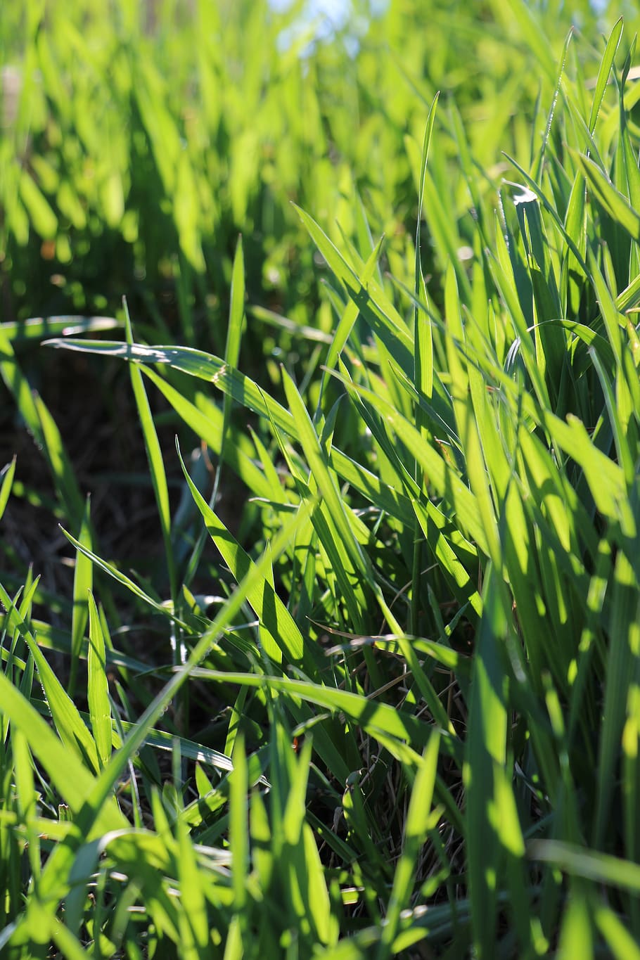 grass, sun, green, green color, plant, growth, field, land HD wallpaper