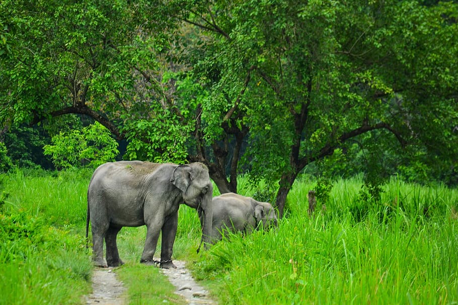 two gray elephant standing on green grass near trees, two gray elephants on pathway during daytime HD wallpaper